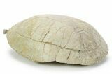 Inflated Fossil Tortoise (Testudo) w/ Limb Bone - South Dakota #355982-3